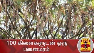 200 ஆண்டுகள் பழமையான, 100 கிளைகளுடன் ஒரு பனைமரம்! | Krishnagiri | Panaimaram