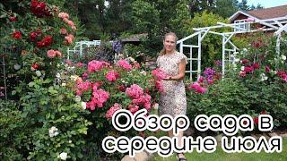 Обзор сада в середине июля