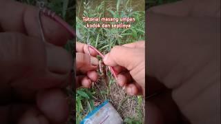 tutorial masang umpan kodok dan septinya #mancing #fishing #mancingmania