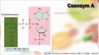 Biochemie ─ Wasserlösliche Vitamine