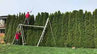 Trimming Emerald Green Arborvitae Hedge | Using Stihl Trimmers