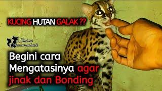 Cara mengatasi kucing hutan galak,agar jinak dan mudah bonding