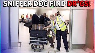 Customs Sniffer Dogs Find Dr*gs At The Airport!