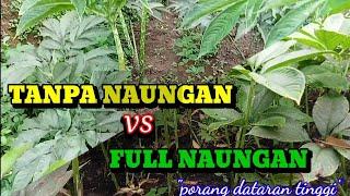 PORANG TANPA NAUNGAN||ini kelebihannya