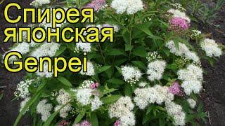 Спирея японская Дженпей. Краткий обзор, описание характеристик spiraea japonica Genpei