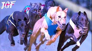 Irish Greyhound Championship: The Ultimate Race