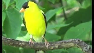 Common Midwest Birds - Midwest Nature in HD