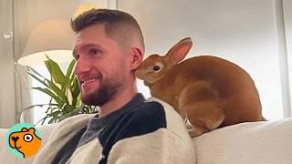 Sassy Bunny Steals Woman’s Boyfriend For Daily Cuddles | Cuddle Buddies