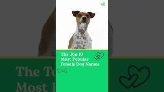 The Top 10 Female Dog Names