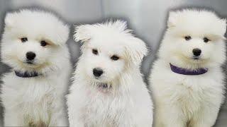 A cloud with legs | The MOST ADORABLE Samoyed puppy 