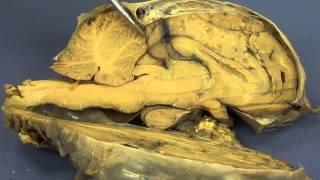 Sheep Brain Dissection