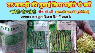 तर ककड़ी की बुवाई आगेती पछेती किस महीने में करें|tar kakadi ki kheti|When to Cultivate Cucumber ?