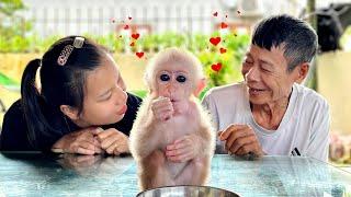 Poor baby monkey on the chicken farm, new life peaceful and happy