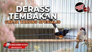 Masteran Greja Tarung Deras Necret Tajem Speed Tembakan Murai Batu dan Cucak Ijo Spesalis