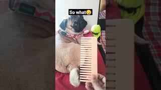 My comb Vs Scooby comb #pug #dogs #dogscare #scoobyshorts