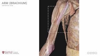 Anatomy of the Upper Limb: Arm - Anterior View