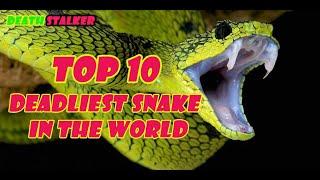 TOP10 Deadliest Snake in the World   |Deathstalker
