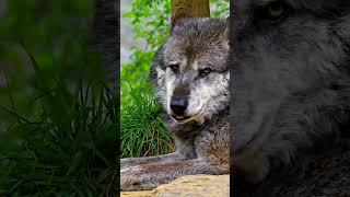 Majestic Gray Wolf Explores Forest | Amazing Predator Facts