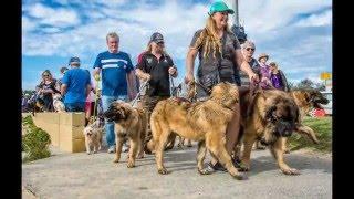 Million Paws Walk 2016 Illawarra