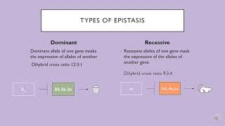 Dominant vs Recessive Epistasis