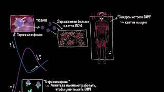 ВИЧ и СПИД | Здоровье | Медицина