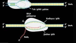 Transkripsiyon ve mRNA’nın İşlenmesi