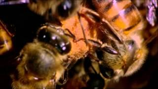 Африканские пчелы-убийцы (Killer Bees of Africa)