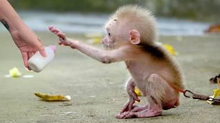 Ruby, Dom and Mom bring grapes and milk to the poor little monkey