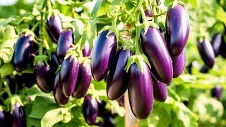 Grow Lots of Eggplant with This Technique