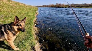 Spring Salmon Fishing at Upper Hendersyde: River Tweed