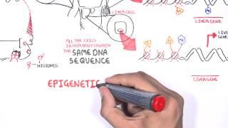 Epigenetics - An Introduction