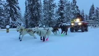 Siberian Huskies Excitedly Pull Sleds on Snowy Day - 1277355