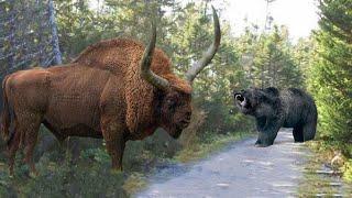 Этот Огромный Бизон  Втоптал Медведя В Землю! Редкие Сражения Животных , Снятые на Камеру!