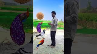 Rounding coconut to Duck, Peacock, Pigeon& Parrot - Birds names magic video#shorts