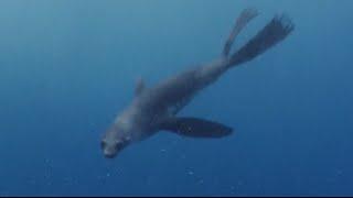 Fur Seal Surprises ROV Hercules During Dive | Nautilus Live