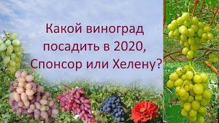 @Какой виноград посадить в 2020, Спонсор или Хелену