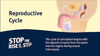 Sexual Health - Reproductive Cycle