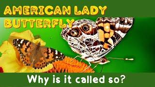 Why Is It Called American Lady Butterfly? | All you need to know