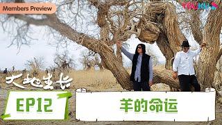 【大地生长】EP12 羊的命运  | 刘亮程新疆漫游记 | 优酷纪实人文 YOUKU DOCUMENTARY