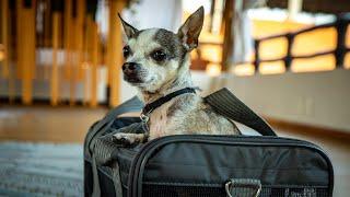 How to travel with a small dog (flight tips)