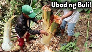 Pagkuha ng Ubod ng Buli sa bundok | PALM TREE