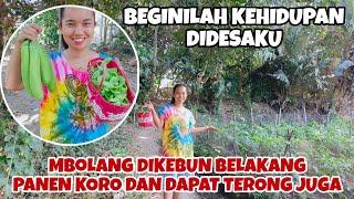 MBOLANG DIKEBUN BELAKANG RUMAH PANEN KORO DAN DAPAT TERONG JUGA‼️BEGINILAH KEHIDUPAN DIDESAKU