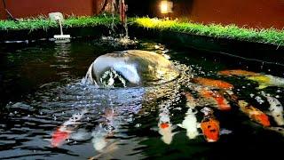 Calming Relaxation | Koi Fish at Sounds of Nature