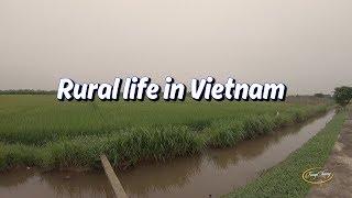 Rural life in Vietnam | Walking around the fields in rural Vietnam | Rural Vietnam