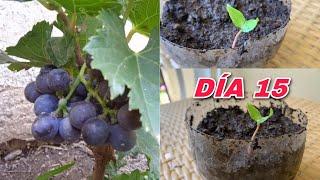 Como Germinar semillas de uva  con el mejor metedo y más rápidos