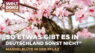 MANDELBLÜTE IN DER PFALZ: „So etwas gibt es in Deutschland sonst nicht“  | WELT DOKU Magazin