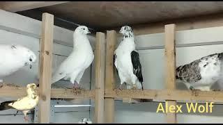 Как подготовить голубей на результат по времени (ответ на вопрос)