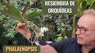 How to Repot Phalaenopsis Orchids: Do It With Me Step by Step!