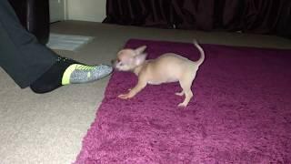 Cute puppy playing with feet #cutedog #puppy #puppydog