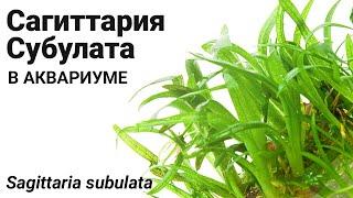 Сагиттария субулата (Sagittaria subulata) Стрелолист шиловидный.